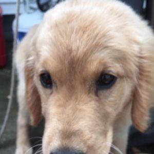 Meet your Posher, Gavin